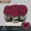 product/img.floraplaza.nl/LCHRSANPUR-LIVE_fotos-0x60F3949183C81BC139556EBA7B0F061C7A2DBB45.jpg