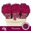 product/img.floraplaza.nl/LCHRSANPUR-LIVE_fotos-0x859F6F1A007B19EC1319776712A56F769239940F.jpg