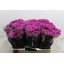 product/img.floraplaza.nl/LCHRSANPUR-LIVE_fotos-0x95FCA3AC96C8E3F35696C1D9358CCACF1557EBC2.jpg
