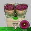 product/img.floraplaza.nl/LCHRSANPUR-LIVE_fotos-0x9756F379CACB766DAE4DC8745F6E7D1F04E1D0A6.jpg
