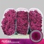 product/img.floraplaza.nl/LCHRSANPUR-LIVE_fotos-0x9B7CBEDB3F423D2F14E36051E62BA4448B5676A4.jpg