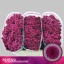 product/img.floraplaza.nl/LCHRSANPUR-LIVE_fotos-0xCBB186B05A6F7829C37B8F59E3ABDA9421CDC354.jpg