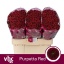 product/img.floraplaza.nl/LCHRSANPURR-LIVE_fotos-0x142A23894329740A1CD50731A4812358413F1FFE.jpg