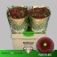 product/img.floraplaza.nl/LCHRSANPURR-LIVE_fotos-0x1AFF24F43337620229D45DFCDF79A95965DE6529.jpg