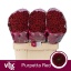 product/img.floraplaza.nl/LCHRSANPURR-LIVE_fotos-0x6DEC57354BC76933DF90CD61114ED39D3BE372C1.jpg