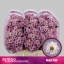 product/img.floraplaza.nl/LCHRSANROSP-LIVE_fotos-0x3D38524251C8C1E69C1FC4B5BCF4E1D3175A01AD.jpg