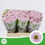 product/img.floraplaza.nl/LCHRSANROSP-LIVE_fotos-0x61AFCA5A99C004CE35323C975F037082736674D6.jpg