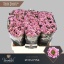 product/img.floraplaza.nl/LCHRSANROSP-LIVE_fotos-0xAAAD96EB014E852B2530397A8DFEACA1FB861436.jpg