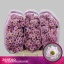 product/img.floraplaza.nl/LCHRSANROSP-LIVE_fotos-0xDAEF4585829D8715A1AFED82DEF0155B851268ED.jpg
