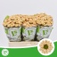 product/img.floraplaza.nl/LCHRSANROSSAL-LIVE_fotos-0xBBFB8CD5D12F05F7437AB9193F61258044145F32.jpg
