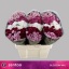 product/img.floraplaza.nl/LCHRSANSUNNY-ASSORTI_fotos-MVA-chrys sa mix blossom.jpg