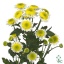 product/img.floraplaza.nl/LCHRSANSUNUP-ART_Fotos-VBN-vbn25319.jpg
