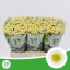 product/img.floraplaza.nl/LCHRSANSUNUP-LIVE_fotos-0x6377F35A67491051F4310911739DD7CA5CFD1A3C.jpg