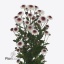 product/img.floraplaza.nl/LCHRSANSWE-ART_Fotos-VBN-vbn118340.jpg