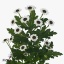 product/img.floraplaza.nl/LCHRSANYIN-ART_Fotos-VBN-vbn115238.jpg