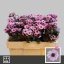 product/img.floraplaza.nl/LCHRSANYINP-LIVE_fotos-0x88382F568F211EB674F9497C019F4790993DBE08.jpg