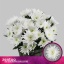 product/img.floraplaza.nl/LCHRTOP-LIVE_fotos-0x1F4A62B34D9D3956832FE43CF232A1B0E1CD69FA.jpg
