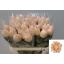 product/img.floraplaza.nl/LCHRVIEC-LIVE_fotos-0xC069578FC533358020D519057D821C45ED554892.jpg