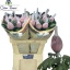 product/img.floraplaza.nl/LCHRVIEPIN-LIVE_fotos-0x40B4322A04B54797DE24CBDBA0E4C95B48F3CB16.jpg