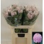 product/img.floraplaza.nl/LCHRVIEPIN-LIVE_fotos-0x4CA130583119B9771998273A850F0669FCC34E3E.jpg