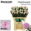 product/img.floraplaza.nl/LCHRVIEPIN-LIVE_fotos-0x6CFBCC5A4D96209EB9FDA6EEF5D8A246BFEDDA5A.jpg