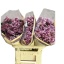 product/img.floraplaza.nl/LCHRVIEPIN-LIVE_fotos-0xCA08BB04FCD23B790173DF3B05F6F4FBA9800CA7.jpg