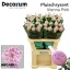product/img.floraplaza.nl/LCHRVIEPIN-LIVE_fotos-0xDBA9D1E3C88FF6121DB0585ACFB8951AD30638F7.jpg