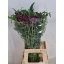 product/img.floraplaza.nl/LCIRATR7-LIVE_fotos-0x0CB9A72B5C4B554B03E0340D7330E10BC3D1719C.jpg
