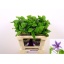 product/img.floraplaza.nl/LCLEAMAH5-LIVE_fotos-0xDDD0D21BACB5024FB81490FB42A498DF5C654596.jpg
