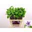 product/img.floraplaza.nl/LCLEAMAH6-LIVE_fotos-0xC223EC4EFA74D544AE629B4FCBBA821062EF8EB6.jpg