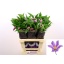 product/img.floraplaza.nl/LCLEAMAL6-LIVE_fotos-0xD6B1DD3B90918F3F4FC957DD8C9D2490DC7E5CBD.jpg