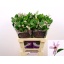 product/img.floraplaza.nl/LCLEAMAM6-LIVE_fotos-0x276BE121423F43C5BA0FEE76907D8E41E5E8B30C.jpg