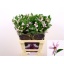product/img.floraplaza.nl/LCLEAMAM6-LIVE_fotos-0xB9C6F42EA19052B42EE101A4739BFFBC7F236E4D.jpg