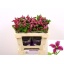 product/img.floraplaza.nl/LCLEINS5-LIVE_fotos-0x8806C0B820FE04D860069DBE3B5D51E379AD4666.jpg