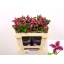 product/img.floraplaza.nl/LCLEINS5-LIVE_fotos-0xBD3C1B01A333F97FE4C8469A2BF577C4B33EB3DF.jpg