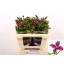 product/img.floraplaza.nl/LCLEINS5-LIVE_fotos-0xFBFCC755A6DD9A50B2673B6DC80CE60DC0BF48CF.jpg