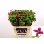 product/img.floraplaza.nl/LCLEINS6-LIVE_fotos-0xECB5EA358845C8E9C72CD8B05552C2431B582F65.jpg
