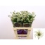 product/img.floraplaza.nl/LCLEKIB6-LIVE_fotos-0x1F594389F6364D6603A0669C6C0DDC5842BF30FD.jpg