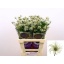 product/img.floraplaza.nl/LCLEKIB6-LIVE_fotos-0x873FC64DD4A220F7EB6D0D4B217A5B133B6F13EF.jpg