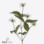 product/img.floraplaza.nl/LCLEKIB7-ART_fotos-VBN-vbn122544.jpg