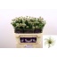 product/img.floraplaza.nl/LCLEKIB7-LIVE_fotos-0xD4D3843761EEEB837D103E3C23A1328F545B2BE2.jpg