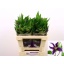 product/img.floraplaza.nl/LCLEOSL5-LIVE_fotos-0x2F731CDB6DFDF7CE4B51788FBFAD6A10F774434D.jpg