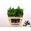 product/img.floraplaza.nl/LCLEOSL5-LIVE_fotos-0xAF39C6BC039885FA0589F2B7660AC8634B9255B9.jpg