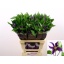 product/img.floraplaza.nl/LCLEOSL6-LIVE_fotos-0x6CBE54DE13C9AB3FE1173A41BA1D2116CF045B57.jpg