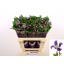 product/img.floraplaza.nl/LCLEPIR6-LIVE_fotos-0xDA493CEBA8E44B197A4FC75E6317A896325D8597.jpg