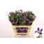 product/img.floraplaza.nl/LCLEPIR6-LIVE_fotos-0xF9E55B6F2FC0D653D6945B37C2B6E056BC77BE7A.jpg