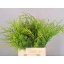 product/img.floraplaza.nl/LCON5YEL-LIVE_fotos-0xD21B86020D4FCA9AF6D5FBDCCAE044CFACDD48E4.jpg