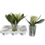 product/img.floraplaza.nl/LCONV-LIVE_fotos-0x4F8002381ACD3049012D2B4302DDDDB17657B238.jpg