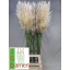 product/img.floraplaza.nl/LCOR120-LIVE_fotos-0xDE6F57A697AB5D0F79C8D82BC25065A249DF69D8.jpg