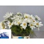 product/img.floraplaza.nl/LCOSR-LIVE_fotos-0x92C6D74460FA6C261D3CDD9D43A36B6F00222EC1.jpg